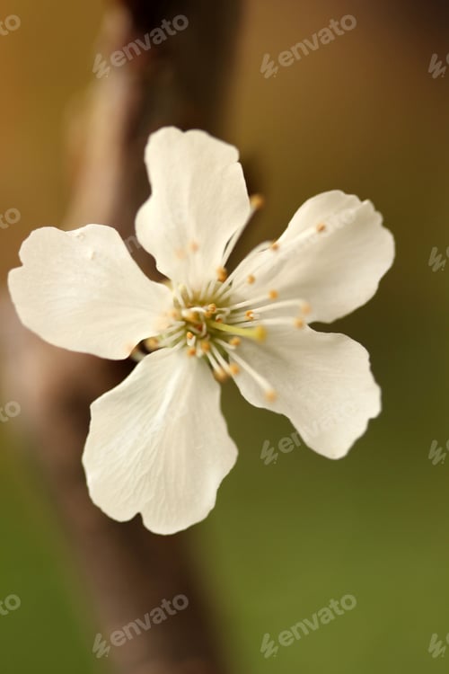 tree blooming in spring