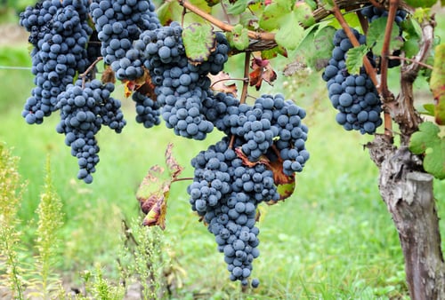Preview: Ripe grape