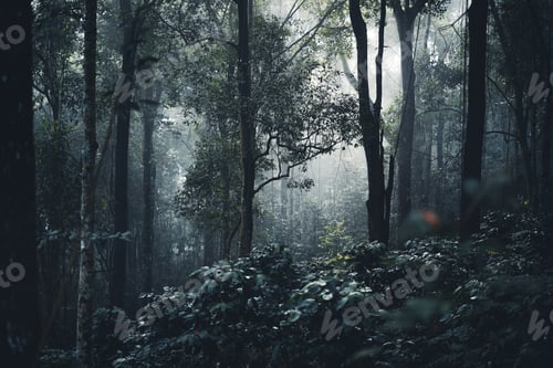 Preview: Trees and coffee trees in the foggy forest