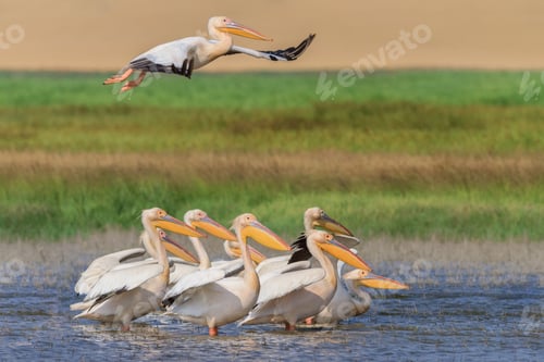 Preview: white pelicans (pelecanus onocrotalus)