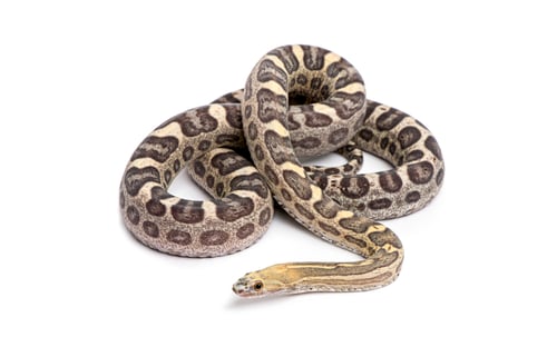 Preview: Snake with patterned scales coiled on white background