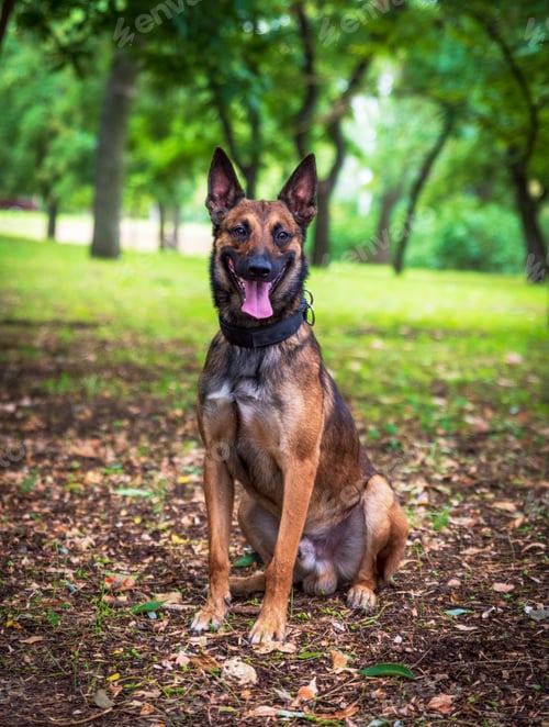 Preview: Belgian Shepherd Malinois with open mouth sitting on the green grass