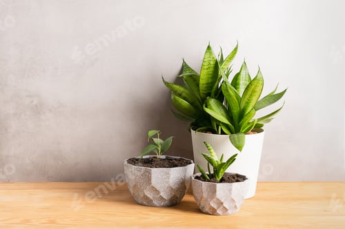 Preview: Home gardening landscaping. Various green plants in decorative gray pots on a wooden table. Copy