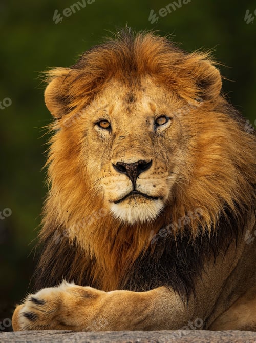 Preview: Vertical closeup shot of a beautiful lion