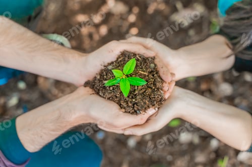 Preview: Two people's hands holding young plant on blur nature background with sunlight.