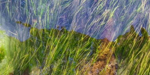 Preview: Small Fish Swimming by Green Grass in Pacific Ocean Water