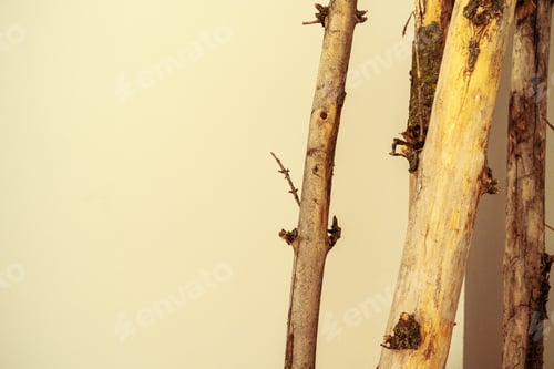 Preview: Close up shot of a wooden log