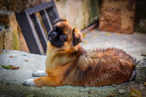 Preview: Cute brown Tibetan spaniel dog laying on the ground outside with a curious expression