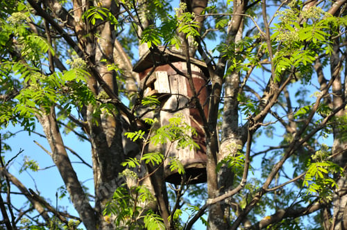 Preview: Wooden birdhouse on a tree among green leaves