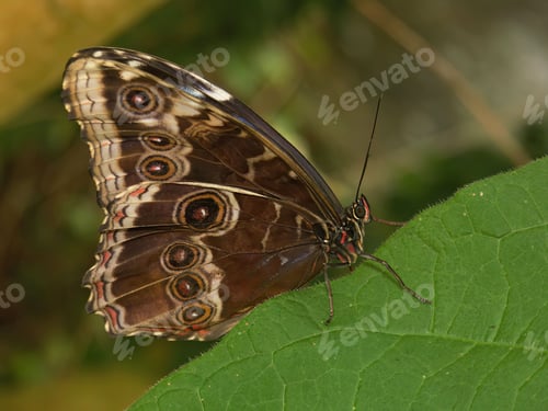 Preview: Vertical closeup on a large neotropical Blue Morpho butterfly species , sitting with closed wings on