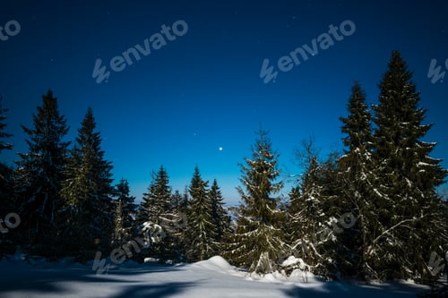 Preview: Beautiful landscape with majestic tall fir trees