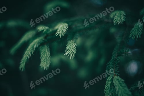 Preview: Natural texture, natural background, pine tree background, pine tree branches