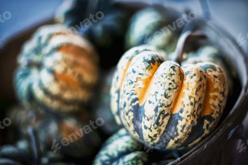 Preview: Organic Carnival Acorn Squash just harvested