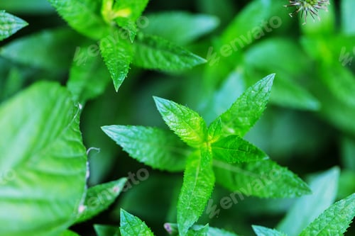 Preview: Mint