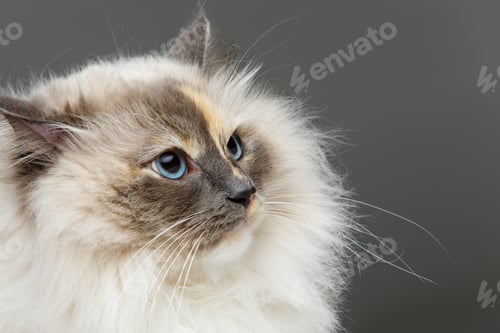 Preview: beautiful birma cat in pink dress