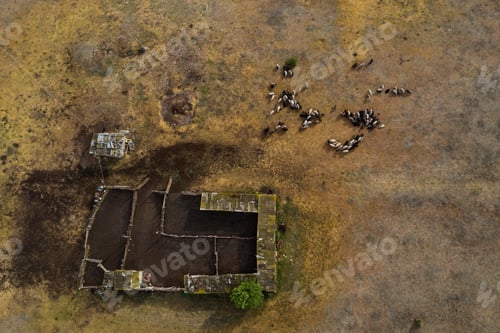 Preview: Top view Herd Of Sheep on the field