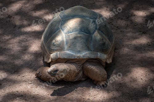 Preview: Aldabra Giant Tortoise (Aldabrachelys gigantea)