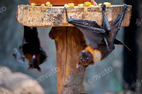 Vista previa: Los zorros voladores se sujetan con garras a una estructura redonda de madera con trozos de fruta en la parte superior.
