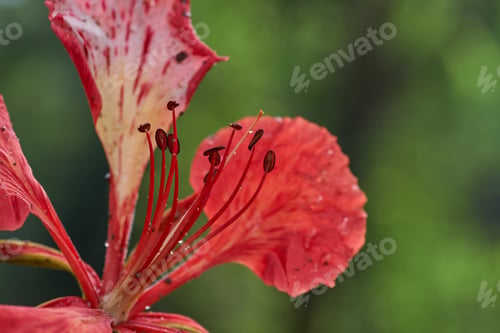 Preview: Close-up view of the red hibiscus flower