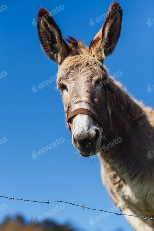 Preview: portrait of a donkey