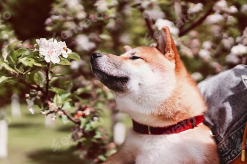 Preview: A cute Shiba Inu dog is sniffing a flower on a tree, next to which is a small bee. Dog smiling
