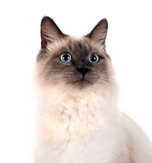 Preview: siberian cat in studio