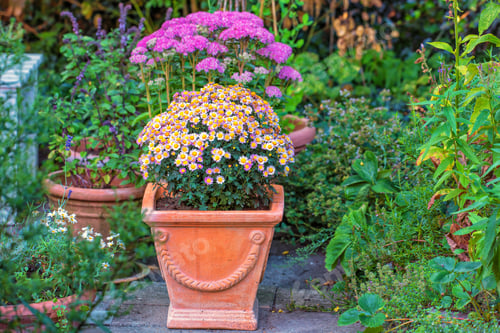 Preview: Osteospermum Flowers - Pink Daysi