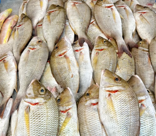 Preview: Fresh seafood locally sourced and harvested on ice for sale at a local outdoor seafood fish market