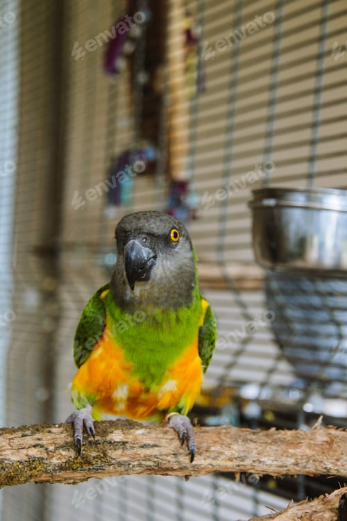 Preview: Parrot