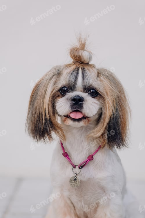 Preview: Dog with ID tag. Close up of a dog wearing collar with id tag. Shih Tzu Dog Breed
