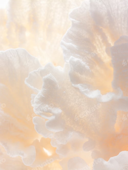 Preview: Still life and close up of small delicate textured cream coloured objects.