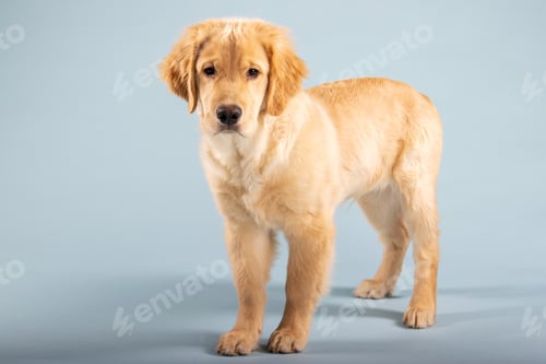 Preview: Portrait of 4 month old golden retriever male puppy dog with seamless blue background