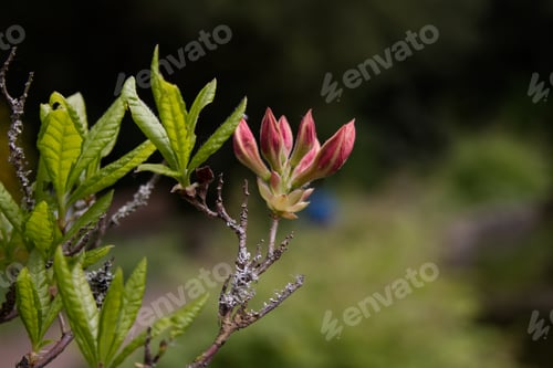 Preview: Flowers and buds on an orange rhododendron bush close-up