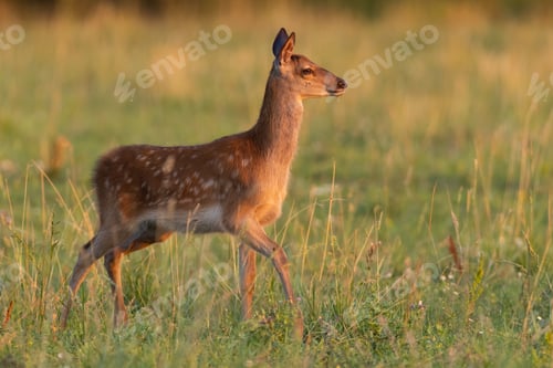 Preview: Juvenile red deer walking on meadow in summer sunset
