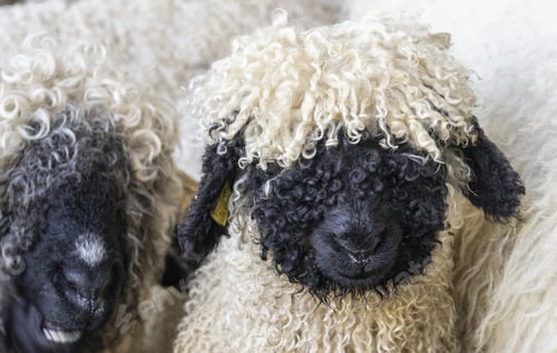 Preview: black nosed sheep
