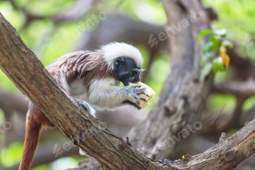 Preview: Tamarin