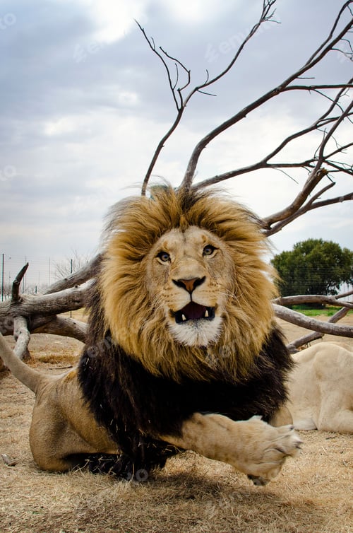 Preview: Vertical shot of a lion with a huge mane and a powerful pose in a safari