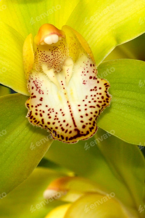 Preview: Tropical Orchid, Amazonia