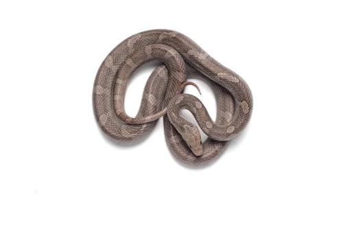Preview: Corn snake isolated on white background