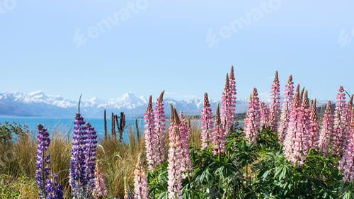 Preview: A landscape of blooming lupines, a lake and snowy mountains. Spring in New Zealand, Lake Tekapo.