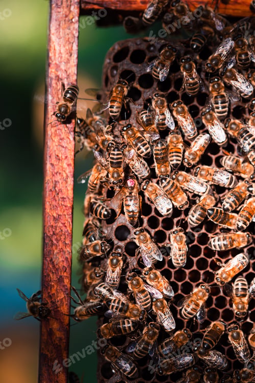 Preview: Bees sitting on honeycombs. Honeybees maintenance. Closeup of bees on honeycomb in apiary
