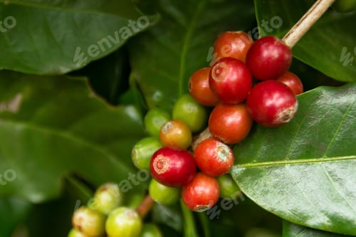 Preview: Red and green coffee berries closeup on a branch at the coffee plantation