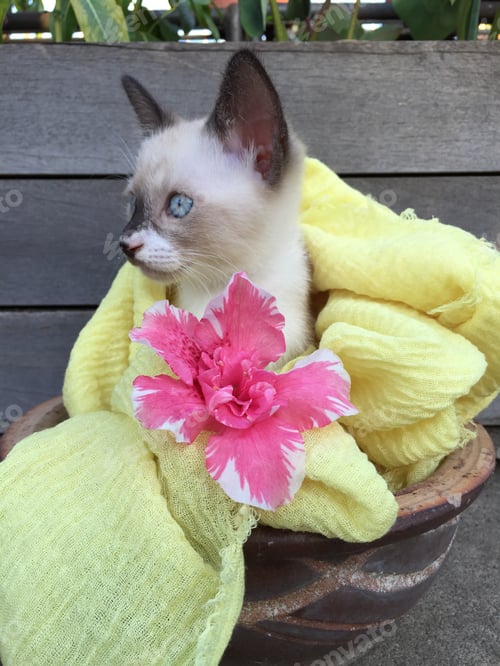 Preview: Elsa the kitten 🐱
⭐️Nominated⭐️