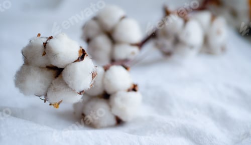 Preview: Cotton flower on white background, close up