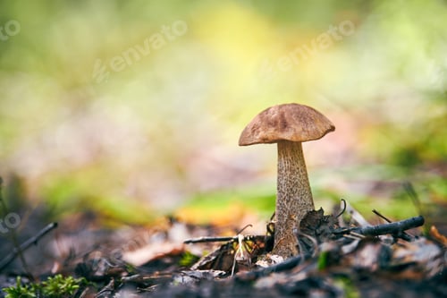 Preview: Leccinum versipelle mushroom in autumn forest. Orange birch bolete. Edible healthy meal.