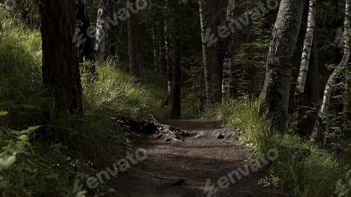 Preview: Beautiful magic path in woods with green grass and tree trunks growing along the road, beauty of