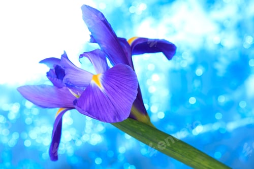 Preview: Beautiful blue iris flowers background