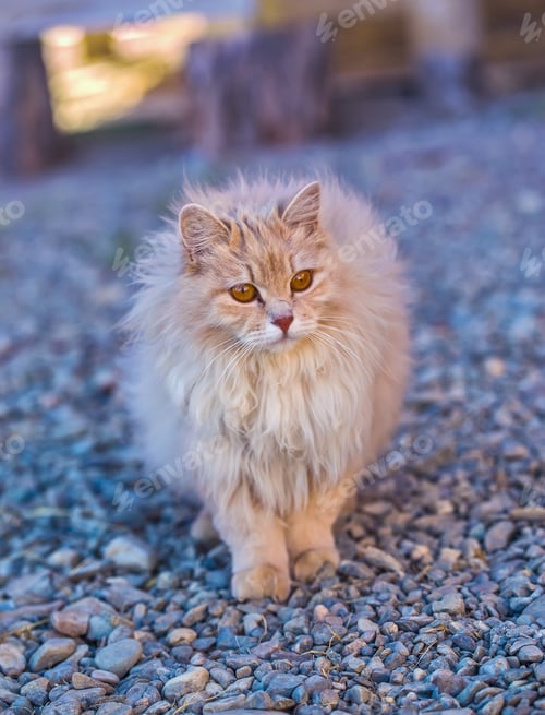 Preview: the fluffy cat stay on a wood