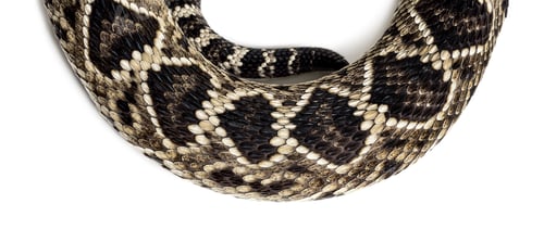 Preview: western diamondback rattlesnake or Texas diamond-back, venomous snake against white background