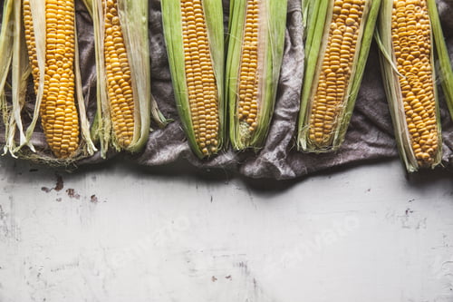 Preview: Raw Corns Freshly Picked with Green Cornhusk on Rustic Table Vintage Background Top View